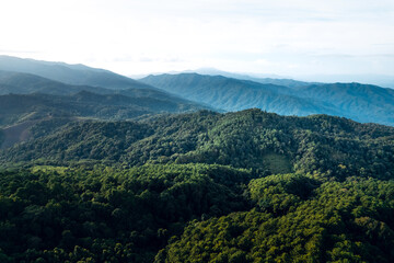 Naklejka premium Mountains and summer green forests