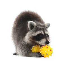 Common raccoon with toys isolated on white