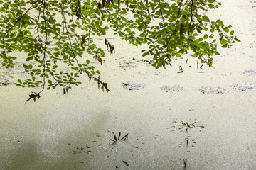 Abandoned wild pond with mud and duckweed in the middle of the city park