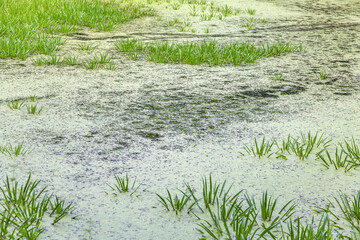 Abandoned wild pond with mud and duckweed in the middle of the city park