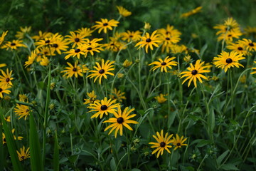 Rudbeckia flowers in summer garden, august in garden.