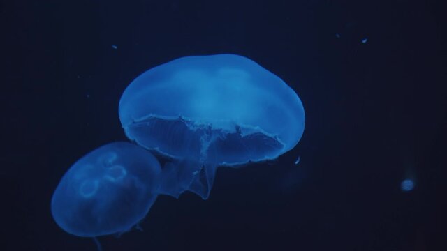 Closeup show of beautiful smack of blue jellyfish swimming upward and relaxing in dark underwater in The Dubai Aquarium with closed bell