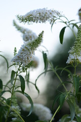Buddleia davidii White profusion, white flowers closeup of butterfly-bush, bright bokeh background.