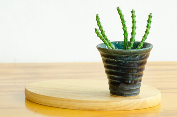 Mini green cactus in ceramic pot on wooden table top white concrete wall background