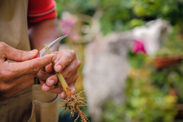 Gardener make grafting durian tree. Gardener use grafted tree blade for plant propagation