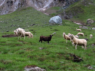 Fototapeta premium Iseltrail Hochgebirgs-Etappe: Wanderung zur Clarahütte