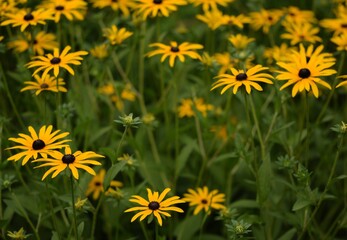 Rudbeckia flowers background, coneflowers yellow flowers meadow.