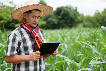 Asian farmer hold blank screen  smart tablet at corn field. Concept: smart farmer. Using technology wireless device to search and research about agriculture problems. 