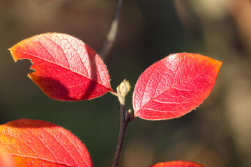 closeup of a branch of two red barberry leaves with selective focus on a blurry autumn background