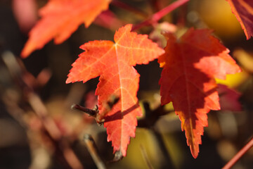 close-up of a branch of red leaves with selective focus on a blurry fall backgroun