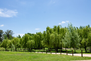 naturaleza, arboles, laguna y aves!!!