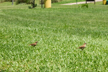 Obraz premium naturaleza, arboles, laguna y aves!!!