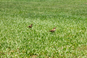 naturaleza, arboles, laguna y aves!!!