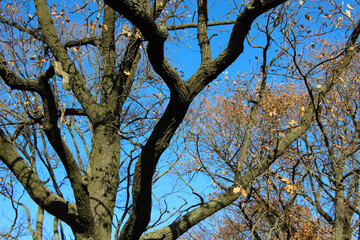 Close-up of an oak tree branches with fallen leaves against a sky blue