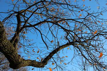 Oak trees with brown leaves on some of the branches against a background of a bright blue sky
