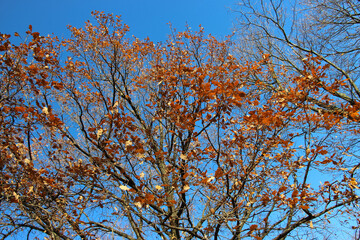 Oak tree with brown leaves on some of the branches against a background of a bright blue sky