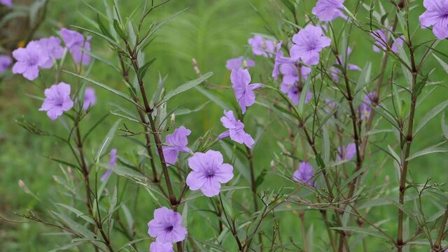 Ruellia simplex or wild petunia in Thailand