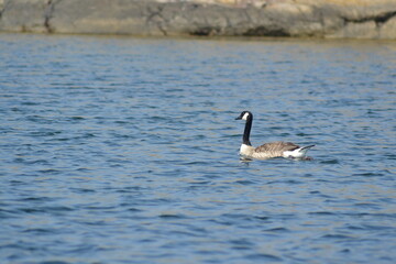 Canada goose (Branta canadensis) swimming in the sea from right to left in front of a rocky shore in Sweden