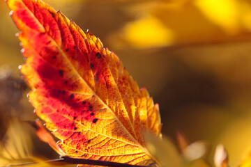 Close-up of a yellow-red leaf with a red stalk on a blurry autumn background