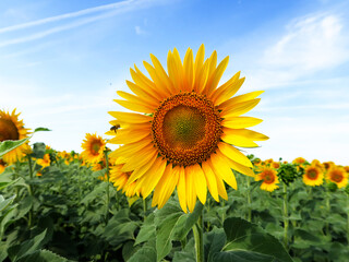 Yellow round head of a sunflower flower, against a blue sky background. 