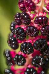 Phytolacca Americana