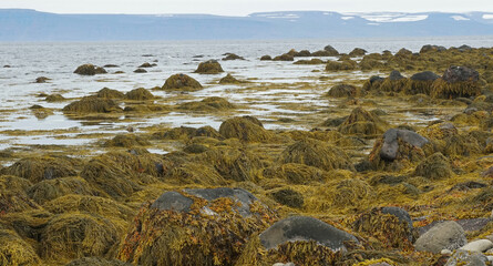 seaweed on the rocks on the beach in the fishing village of Osvor in Bolungarvik, Iceland