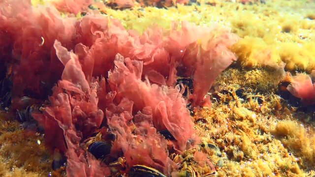 Red algae (Porphyra sp.) which used to make nori (one of the components of sushi).