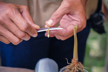 Gardener make grafting durian tree. Gardener use grafted tree blade for plant propagation - obrazy, fototapety, plakaty
