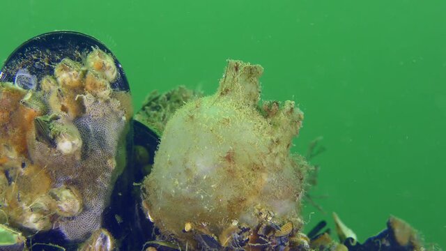 Tunicate Sea grapes (Molgula euprocta) on a rock covered with mussels against a background of green water column, close-up.