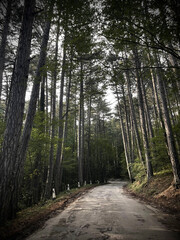 narrow road going through a forest to the mountain top. sunshine through trees