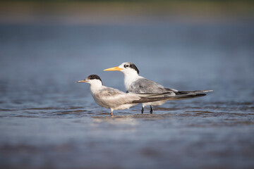 Lesser crested tern and common tern in back water lake