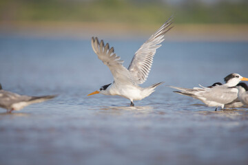 Lesser crested tern along with common terns in back water lake