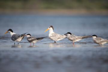 Fototapeta na wymiar Lesser crested tern along with common terns in back water lake
