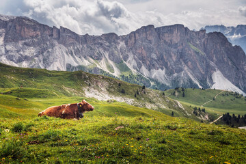 Alpejska krowa na tle gór leżąca na zielonej trawie Dolomity Alpy © Sebastian