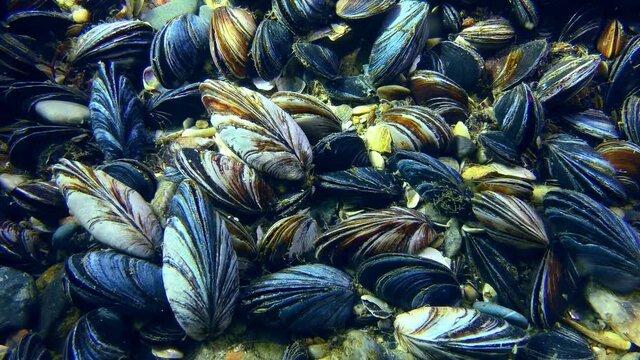 Mussel settlement (Mytilus) in the pulsating light of shallow water.
