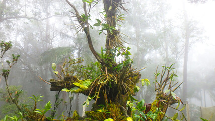 tree in the winter forest