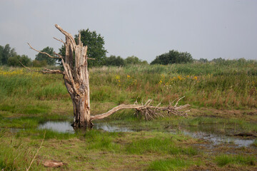 tree in the desert