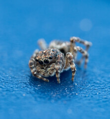 CloseUp Jagdspinne