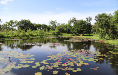 Scenery of lotus flowers and leaves in lake with clear water surface with natural background.