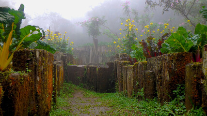 Garden in the middle of the winter forest