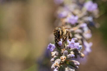 Biene Lavendel