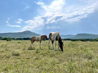 a horse walking on the field with mountain and blue sky on background