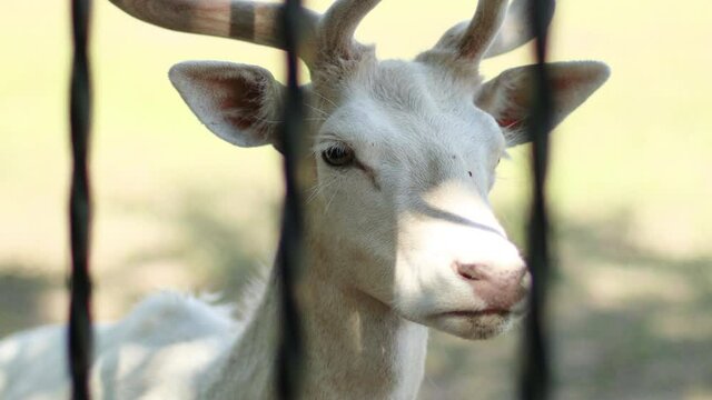 Portrait of beautiful rare albino white deer face stands behind metal bars at the zoo
