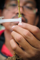 Fototapeta premium Gardener make grafting durian tree. Gardener use white tape for plant propagation