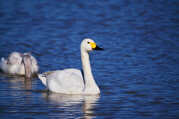 Fototapeta premium 白鳥の舞う湖