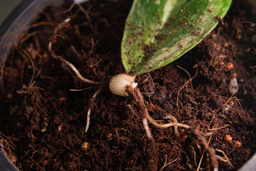 nursery leaves Zamioculcas