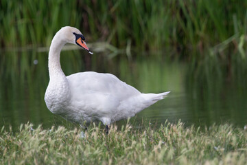 Swan with feather in beak