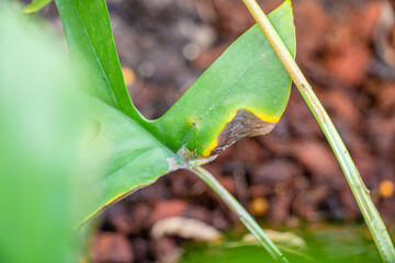 A partly sun scorched leaf
