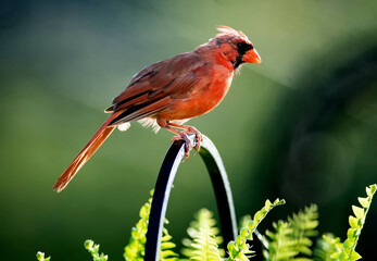 Molting Northern Cardinal perched high in the evening light