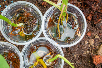 Plant cutting samples in a water cups.